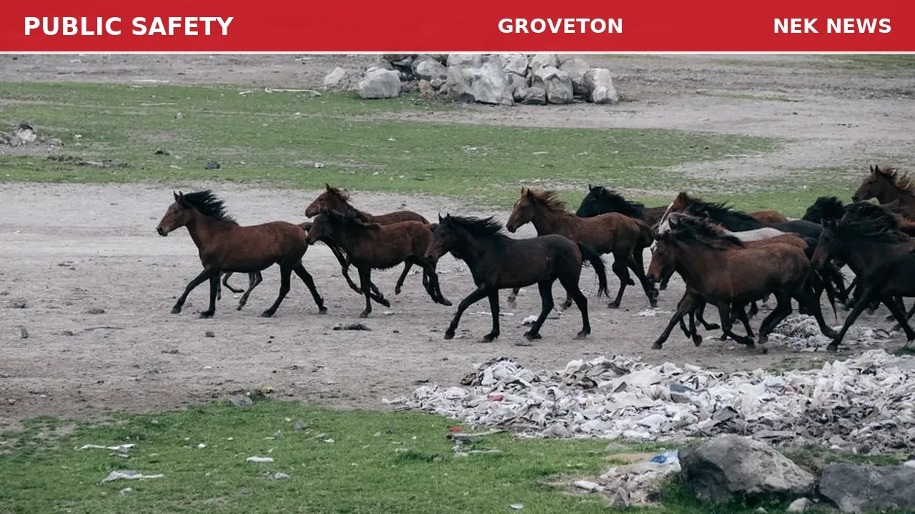 Stampede of Horses Reported on Cumberland Street in Groveton