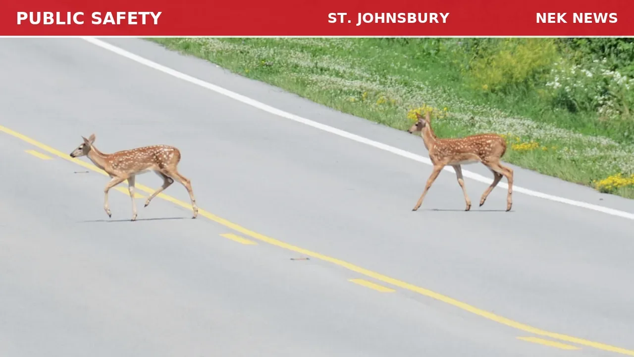 Car Hits Deer on I-91 Near St. Johnsbury