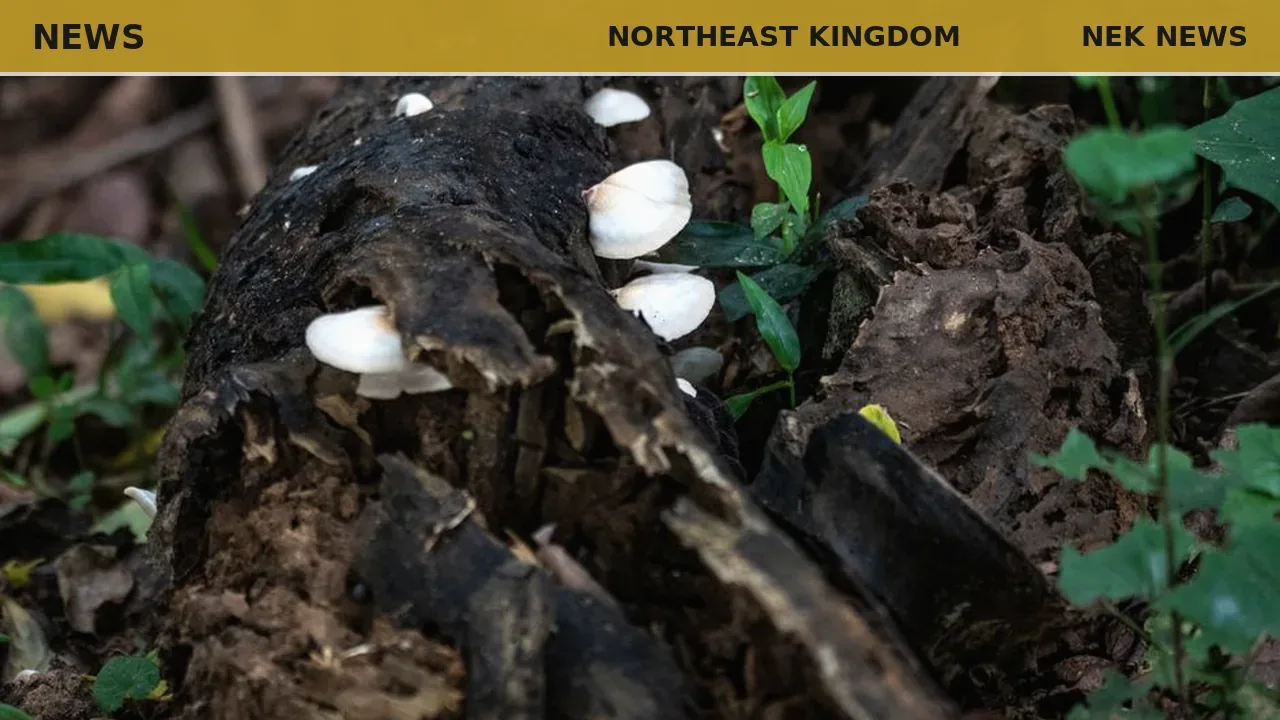 Rotting log in NEK yard reveals insect habitat