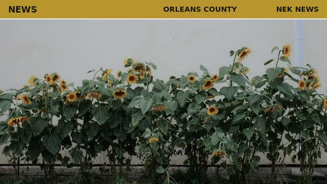 Sunflowers planted at Greensboro Bend trailhead