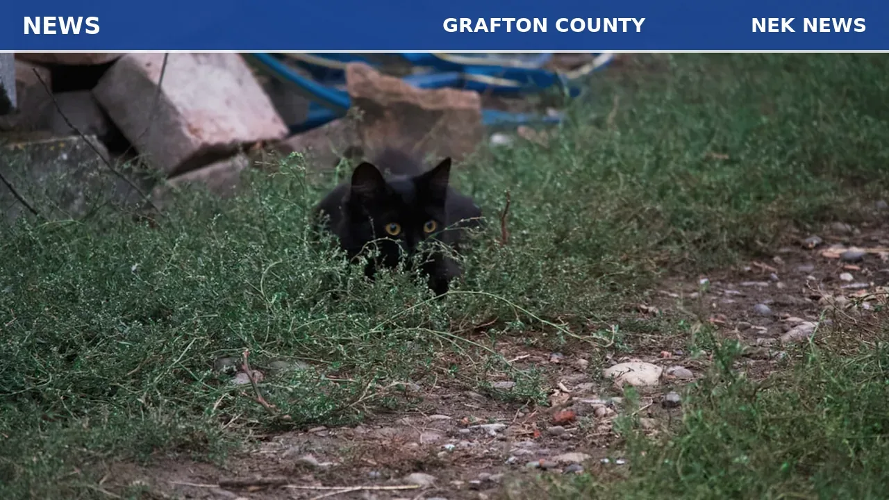 Police rescue bear cub with head stuck in jug in Bristol