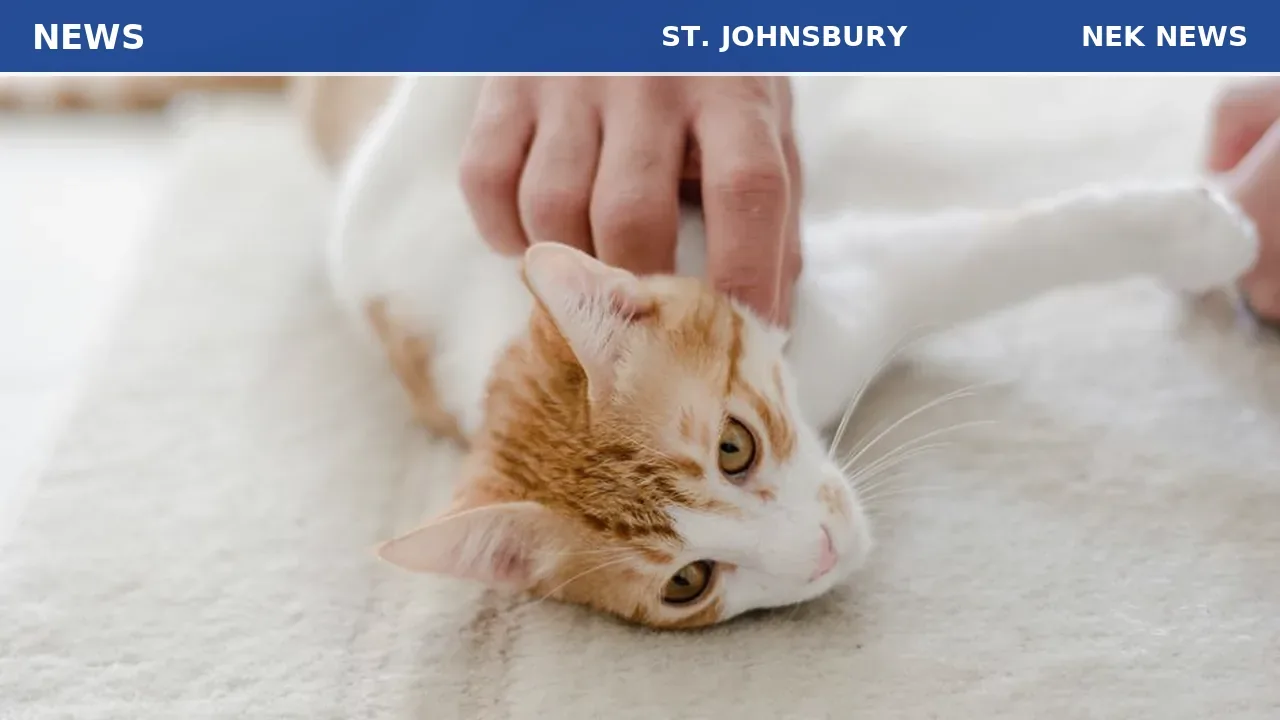 Kingdom Animal Shelter features four cats for adoption