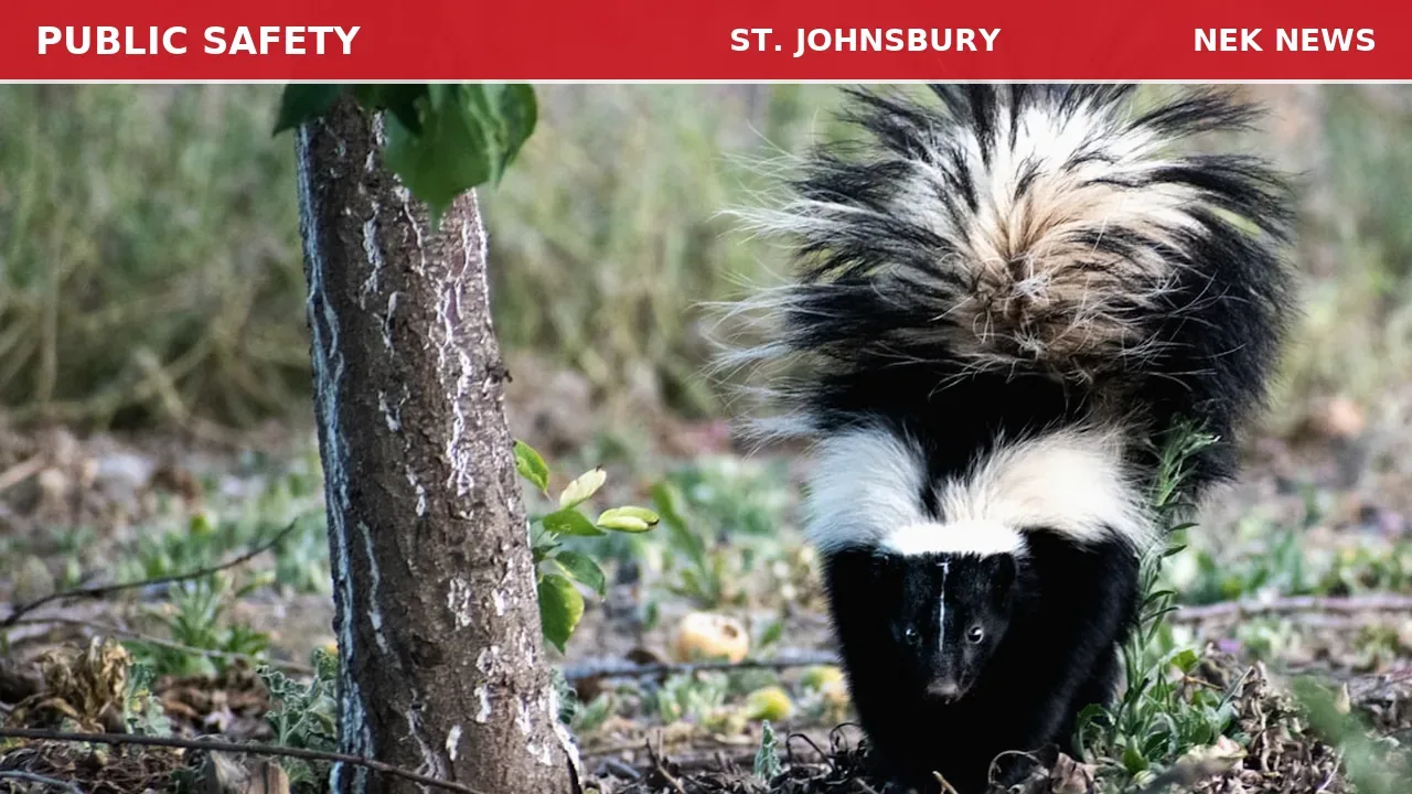 Injured Baby Skunk Reported on St. Johnsbury Road
