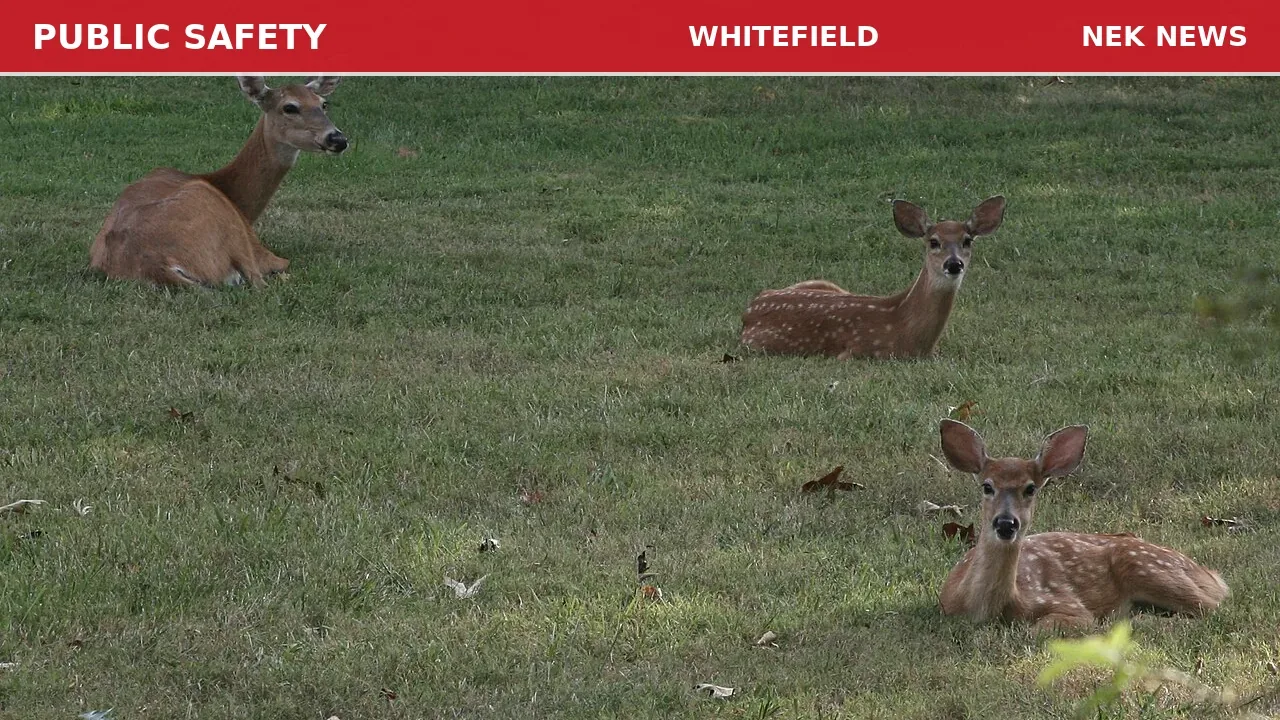 Baby Deer Found Soaking Wet on Jefferson Road in Whitefield