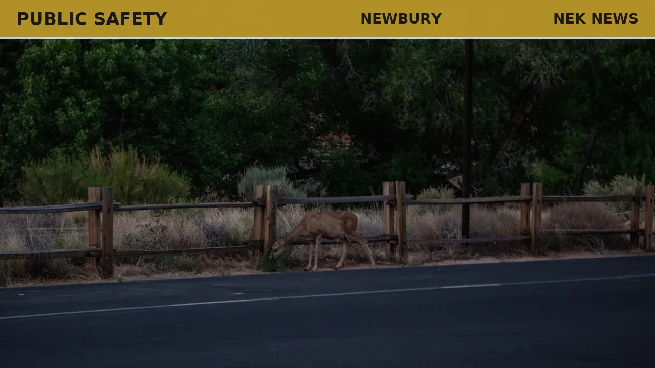 Car vs deer crash on I-91 in Newbury, minor injuries reported