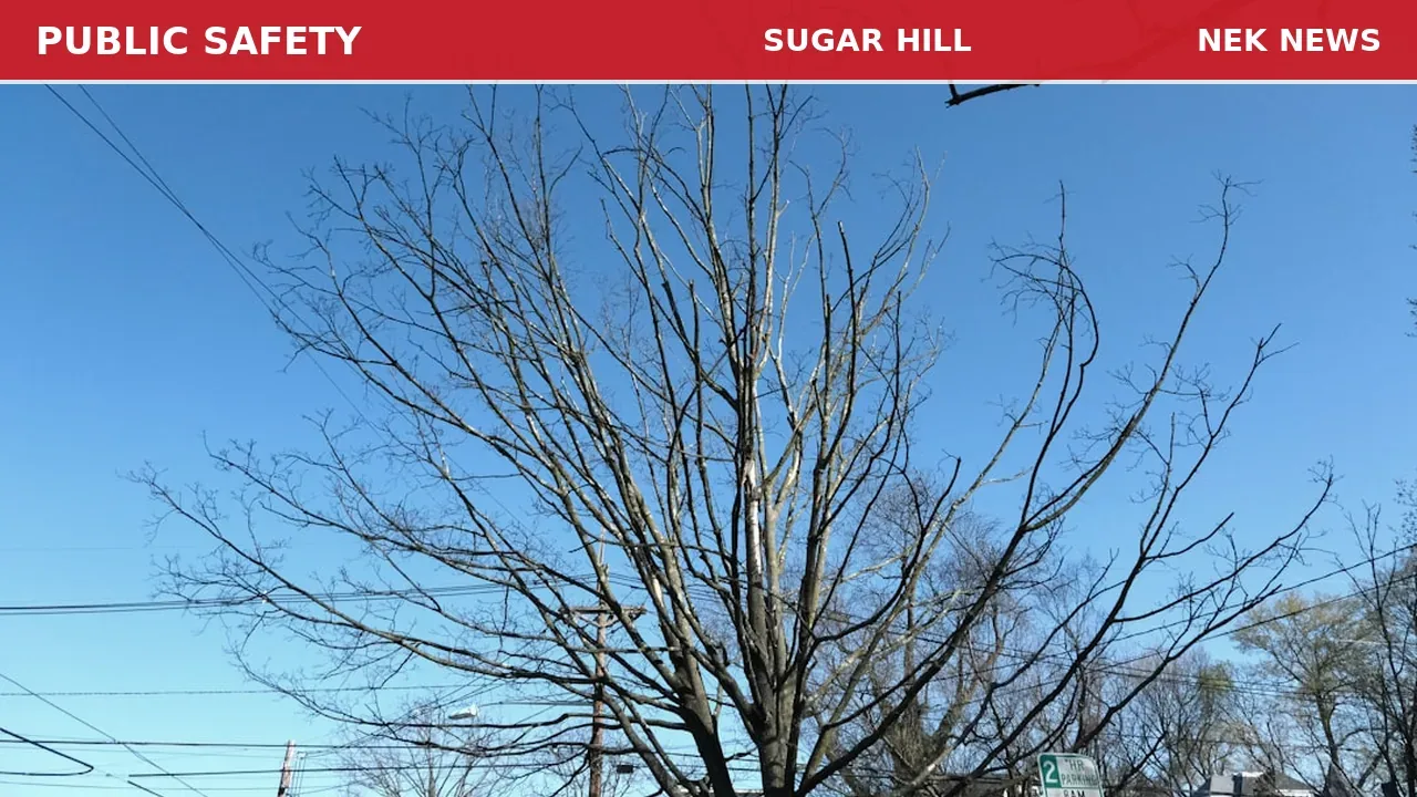 Tree Down Blocks Road, Knocks Out Wires in Sugar Hill