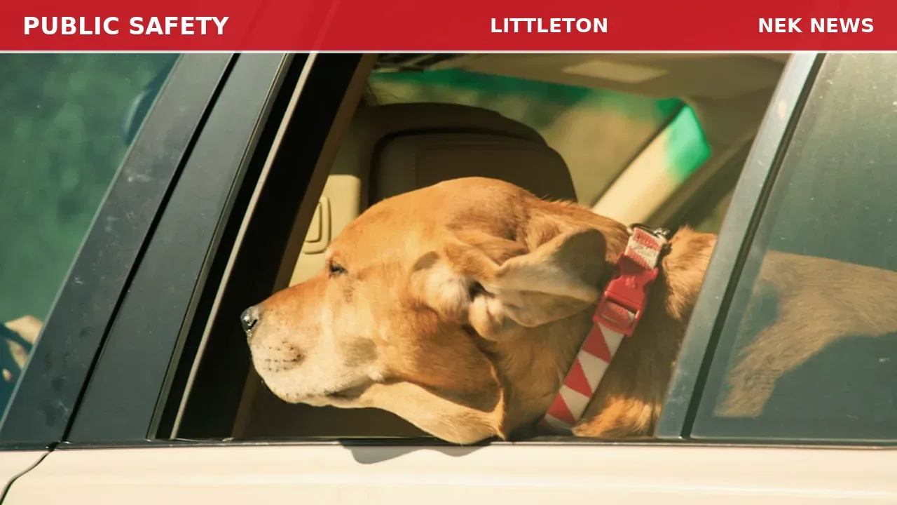 Dog Left Unattended in Car at Littleton Walmart