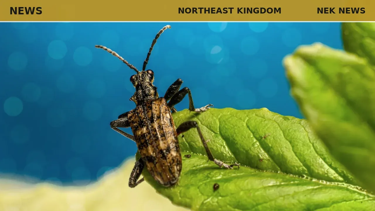 Blister beetles photo highlights insect life in Northeast Kingdom