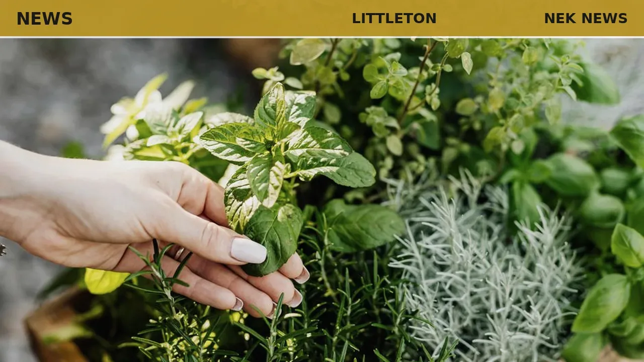 Littleton Food Co-op hosts pizza herb workshop this Saturday