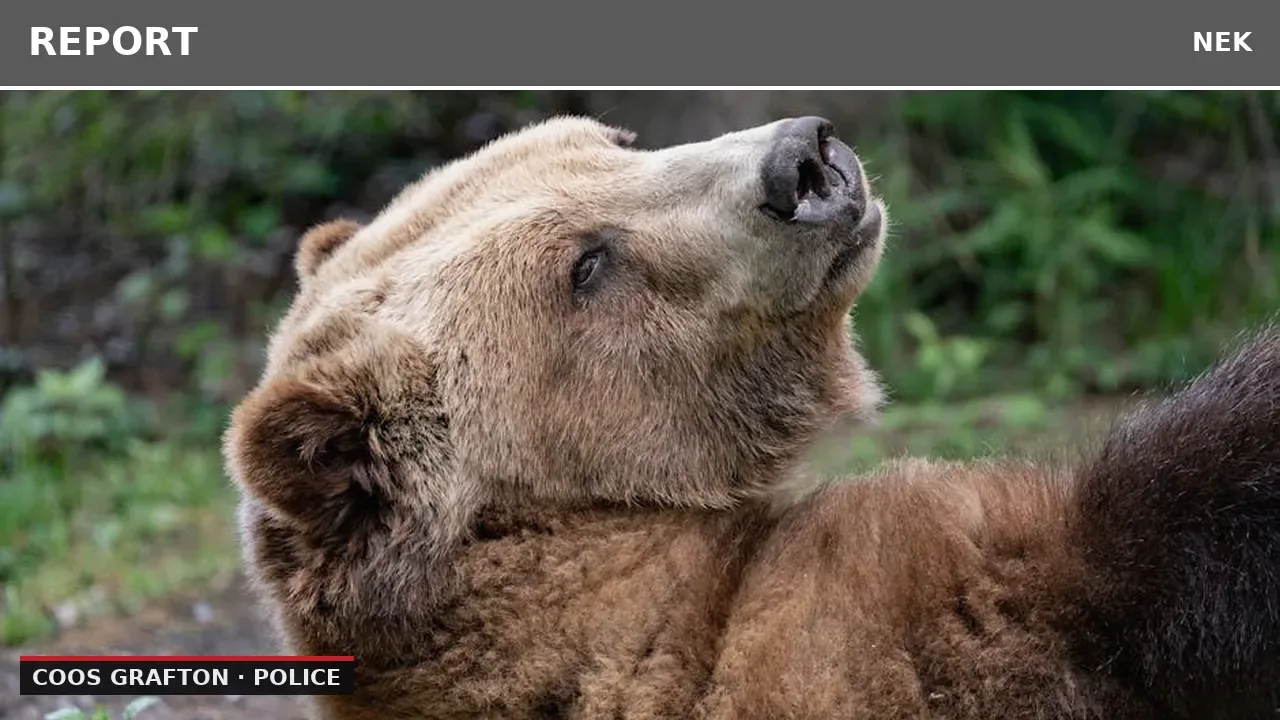 Motorist strikes bear on highway near Exit 27