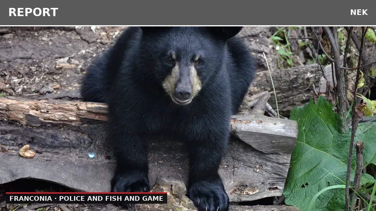 Bear Cub Spotted on Bike Path in Franconia