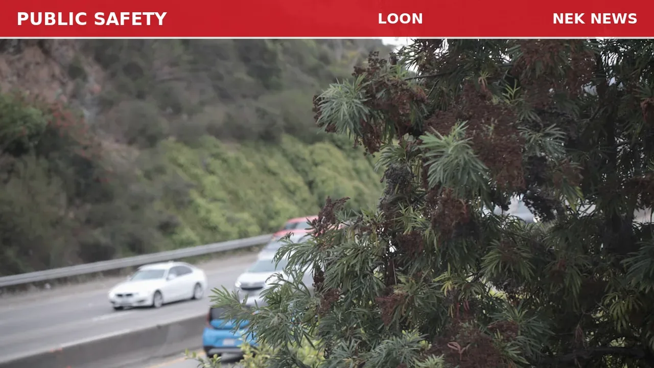 Vehicle Strikes Downed Tree Near Loon Mountain
