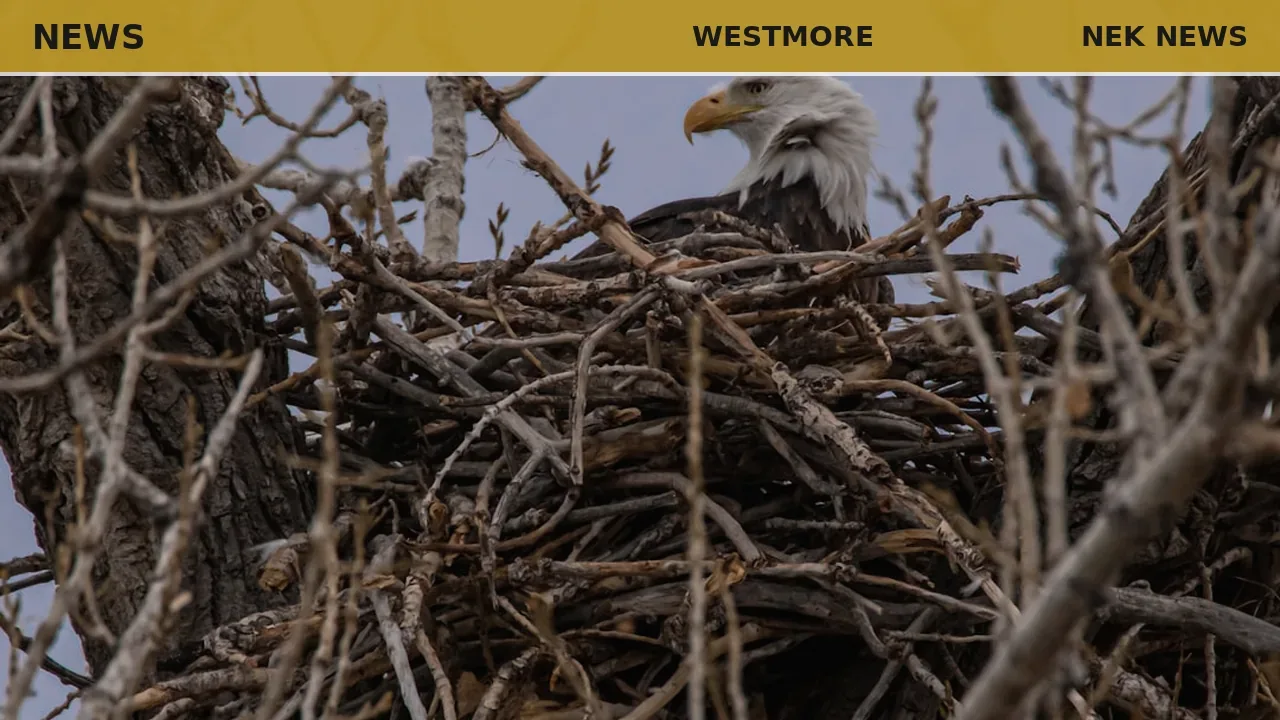 Westmore resident warns fireworks threaten bald eagles