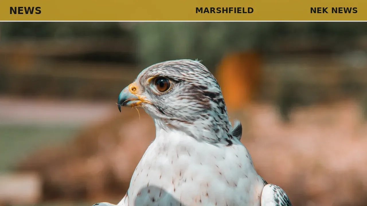 Falconry event at Jaquith Memorial Library on June 24