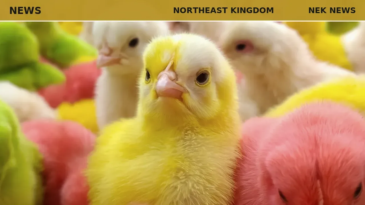 Chickens and gardens: A NEK columnist's guide to spring