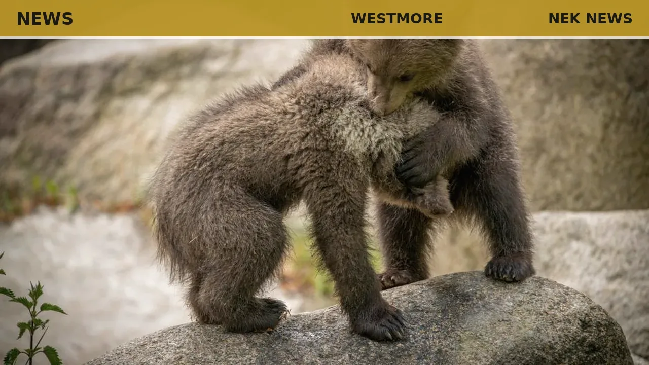 Bear cubs spotted playing in Westmore