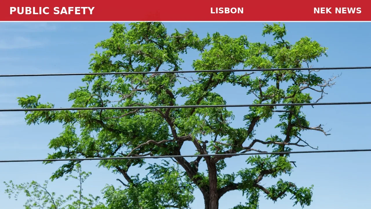 Multiple Trees Down in Lisbon, Crews Respond