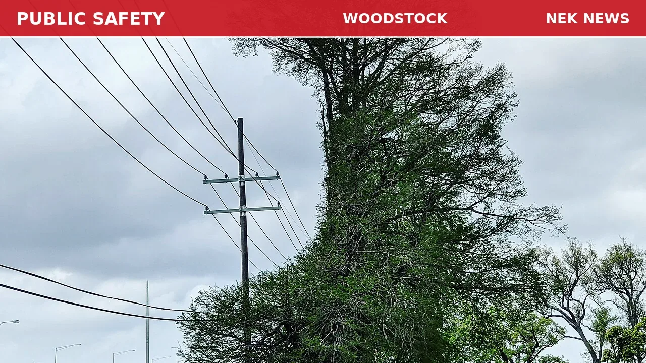 Tree on Wires Sparks Emergency Response in Thornton