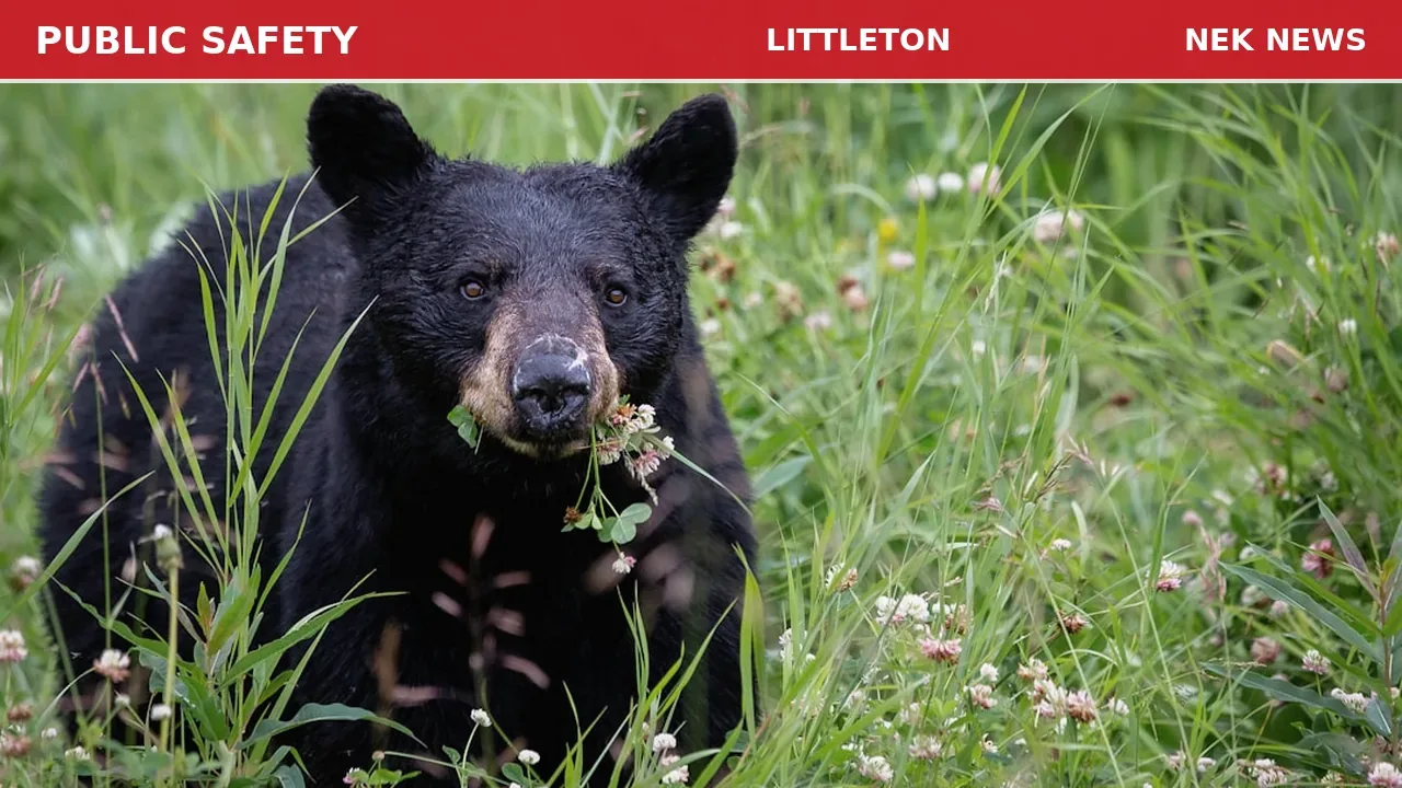 Injured Bear Wandering in Littleton