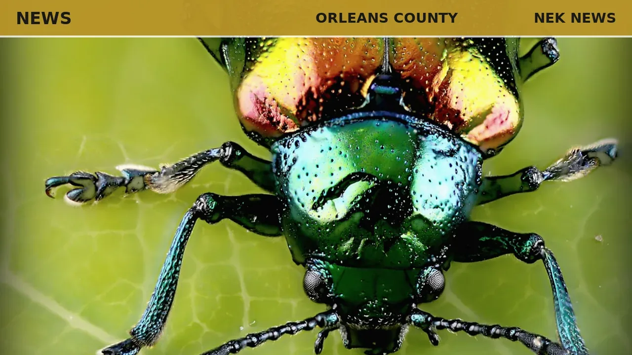 Officials outline management strategies for Emerald Ash Borer in Orleans County