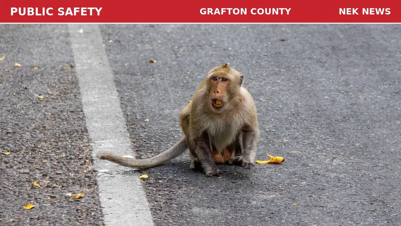 Injured Animal Requires Disposal on Coventry Road in Benton