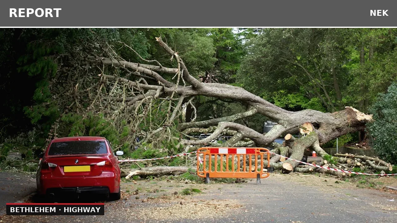 Tree Blocks Road on West Farm Road in Bethlehem