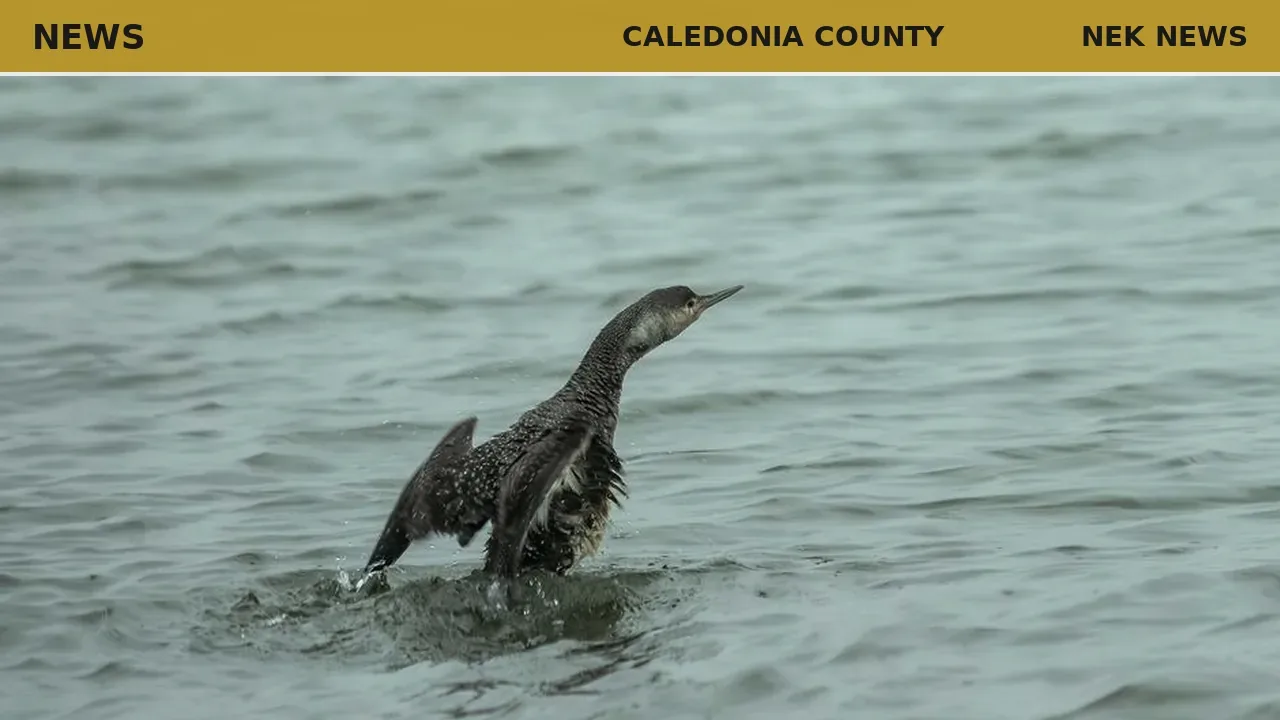 Nesting loon spotted on Coles Pond in Walden