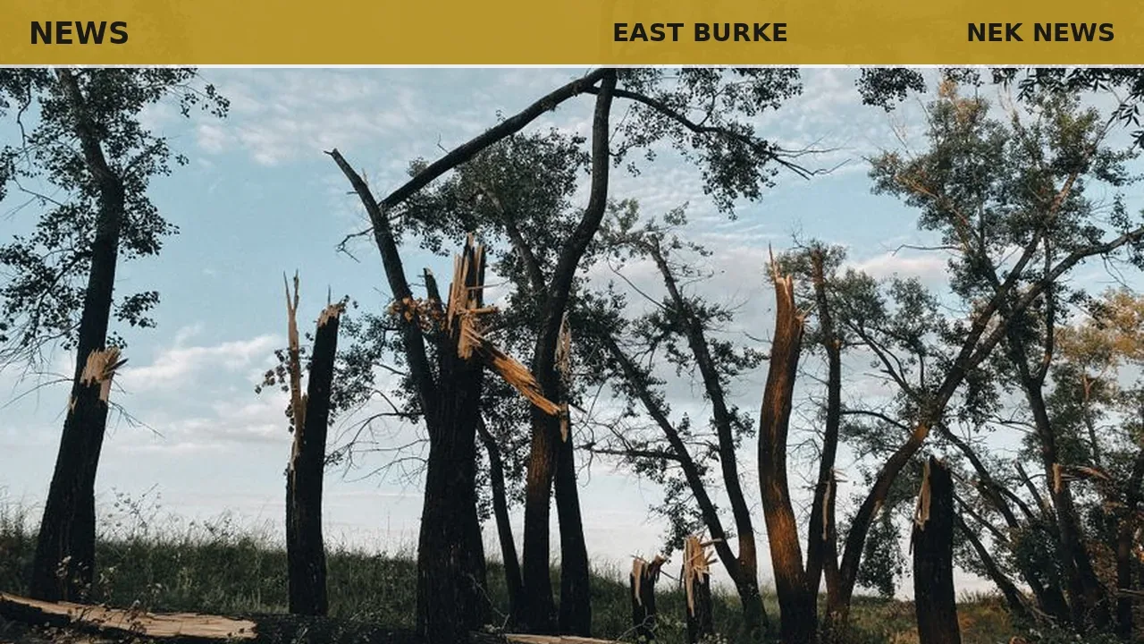 Storm snaps mature pine in East Burke