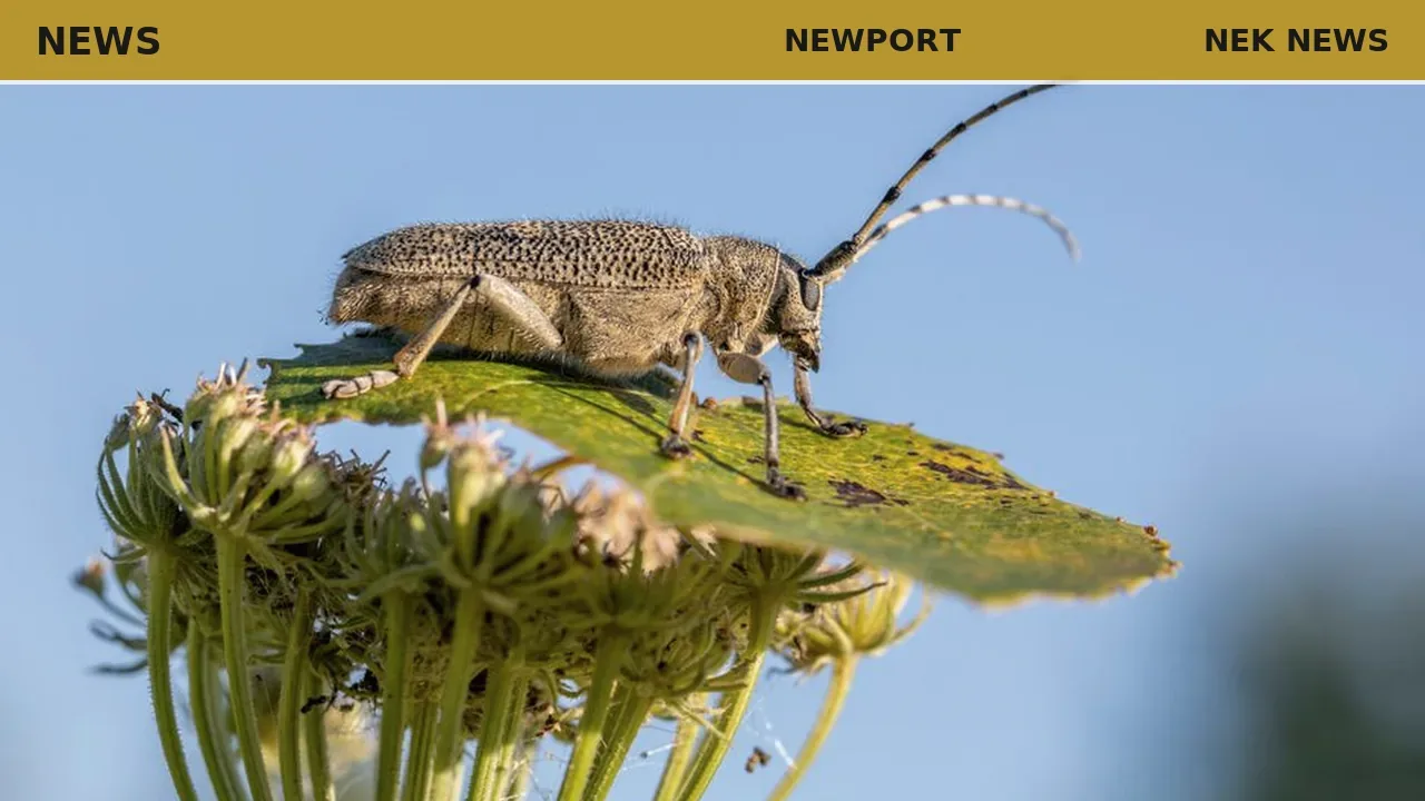 Public meeting tackles emerald ash borer in Newport