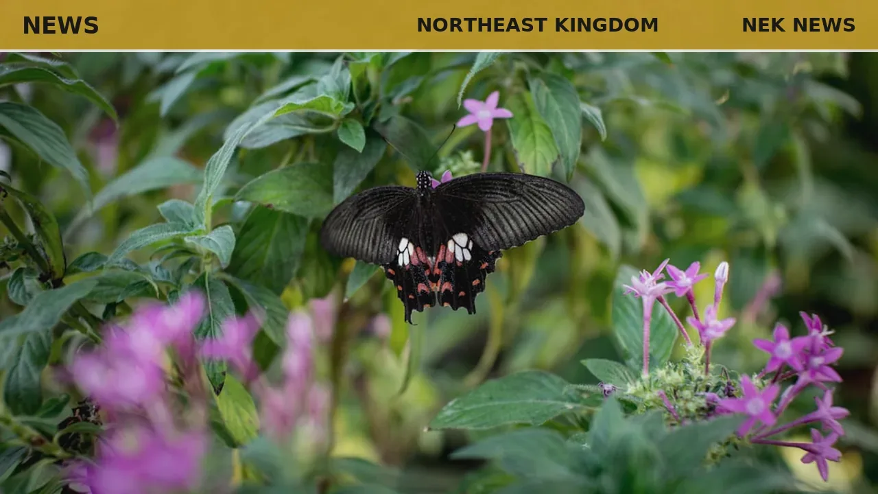 Little brown bat spotted roosting among crabapple blossoms in NEK