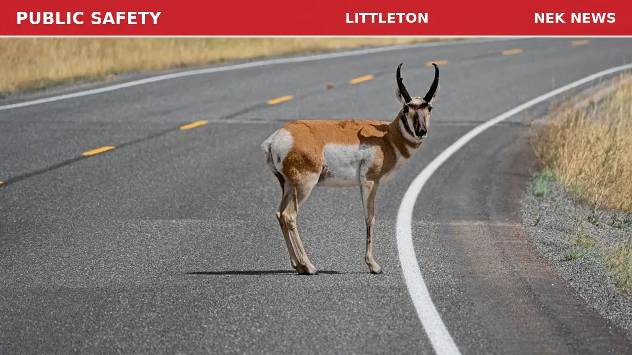Vehicle Strikes Deer on I-93 Near Littleton