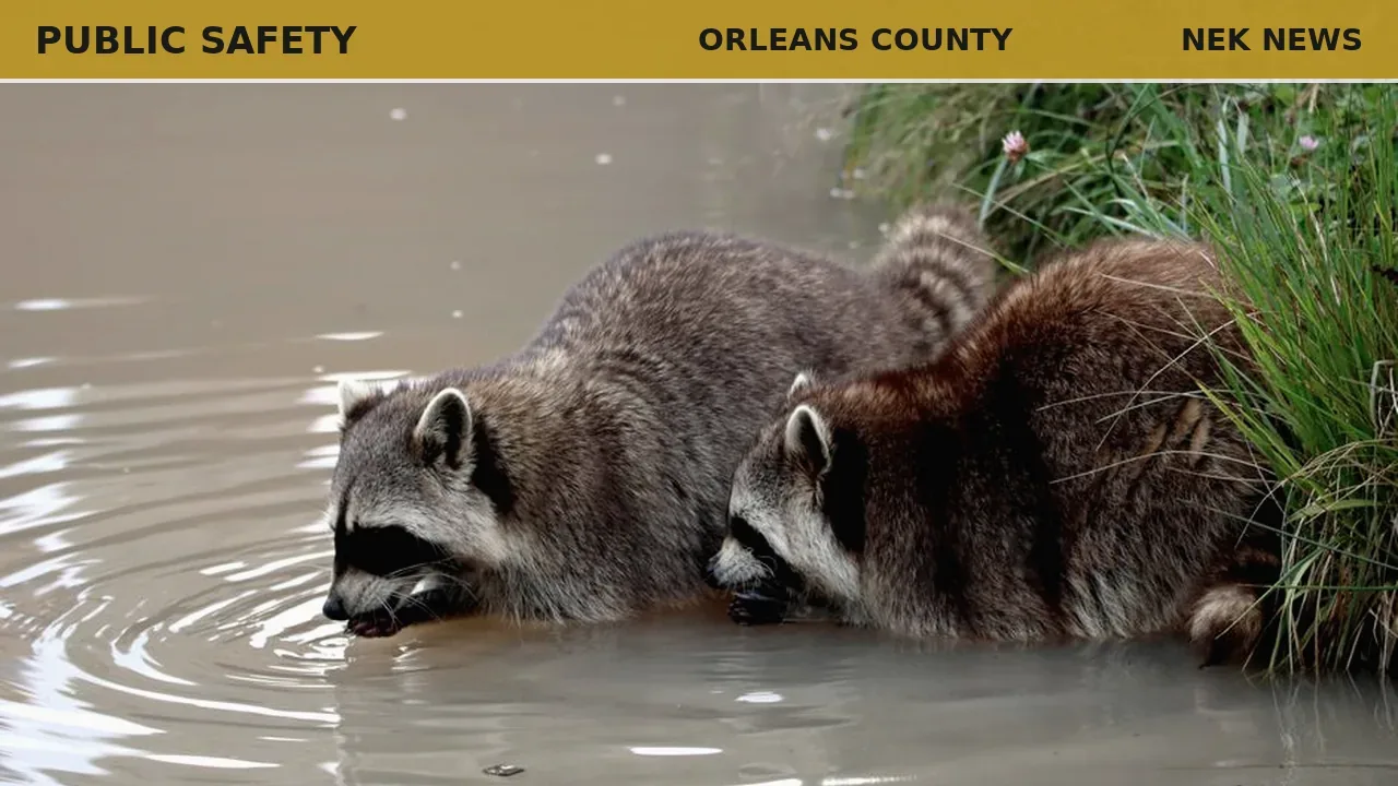 Rabies case confirmed in Orleans County raccoon