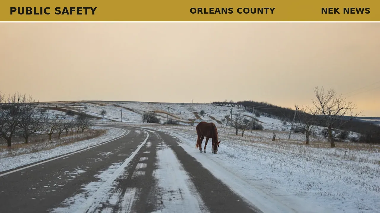 Horse euthanized after collision with car in Brownington
