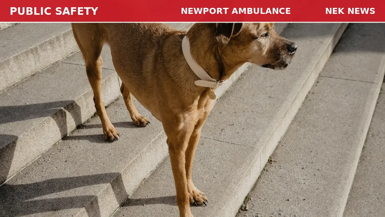 Dog Pulls Person Down Stairs on Route 5A in Charleston